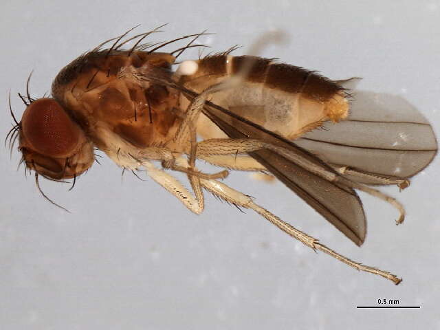 Image of diastatid flies