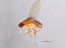 Imagem de Drosophila busckii Coquillett 1901