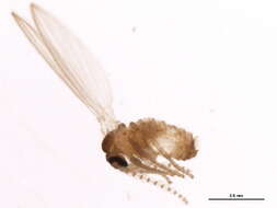 Image of Psychoda trinodulosa Tonnoir 1922