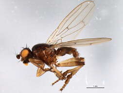 Image of Fly