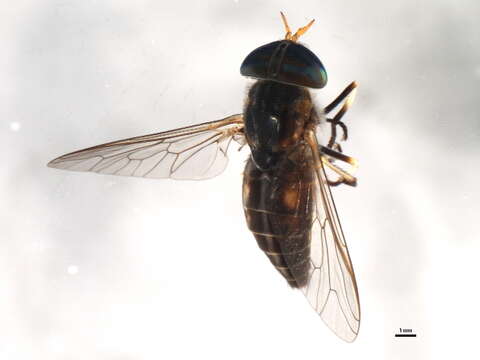 Image of Tabanus