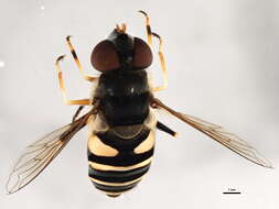 Imagem de Eristalis transversa Wiedemann 1830