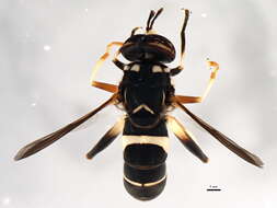 Image of Spilomyia sayi (Goot 1964)