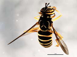 Image of Spilomyia longicornis Loew 1872