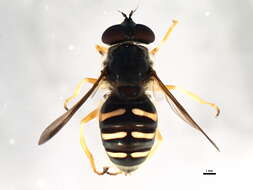 Image of Sericomyia chrysotoxoides Macquart 1842