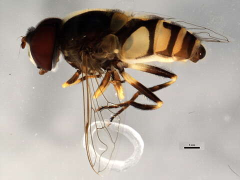 Imagem de Eristalis transversa Wiedemann 1830