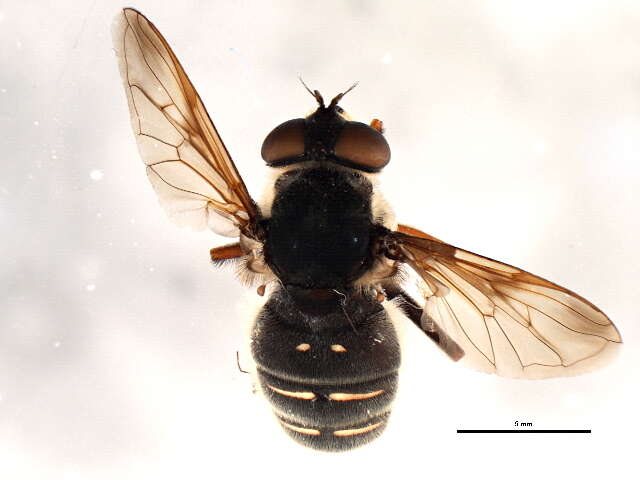 Image of Sericomyia militaris Walker 1849