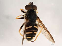 Image of Sericomyia chrysotoxoides Macquart 1842