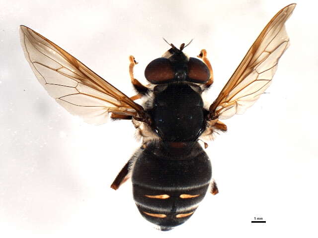 Image of Sericomyia militaris Walker 1849