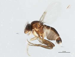 Image of Diocophora