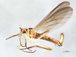 Image of Long-tailed Dance Fly