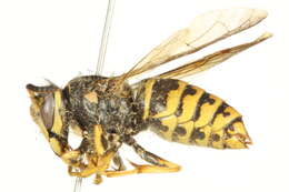 Image of Aerial yellowjacket