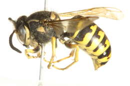 Image of Aerial yellowjacket