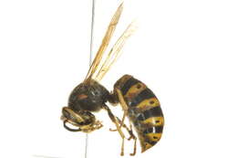 Image of Aerial yellowjacket