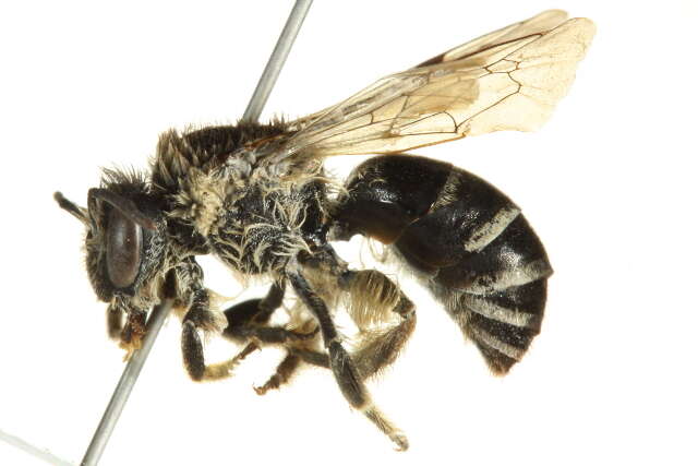 Imagem de Colletes simulans Cresson 1868