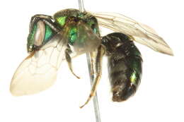 Image of Pure Green Augochlora