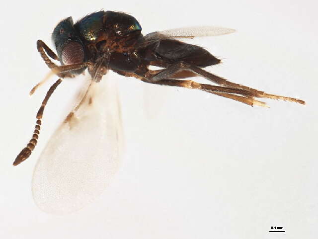 Image of Parasitoid wasp