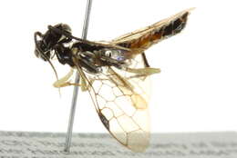 Sivun <i>Onycholyda nigritibialis</i> kuva