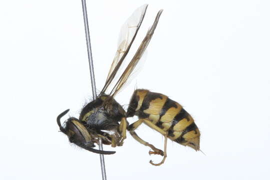 Image de Vespula flavopilosa Jakobson 1978