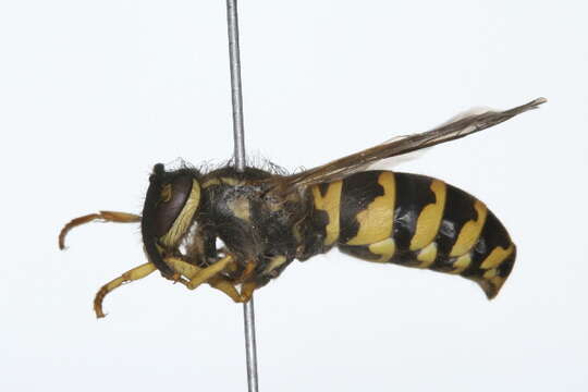 Image de Vespula maculifrons (Buysson 1905)