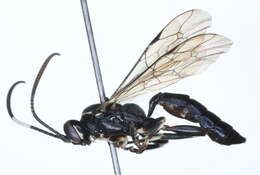 Image of Coelichneumon navus (Say 1835)