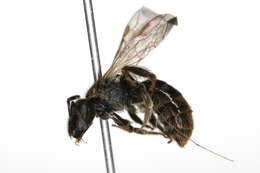 Lasioglossum lineatulum (Crawford 1906) resmi