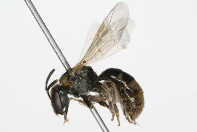 Lasioglossum lineatulum (Crawford 1906)的圖片