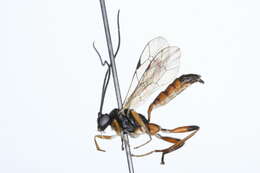 Image of Agrothereutes abbreviatus (Fabricius 1794)