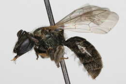 Lasioglossum weemsi (Mitchell 1960)的圖片