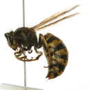 Image of Alaska Yellowjacket