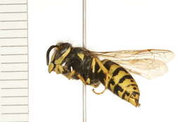 Image of Aerial yellowjacket