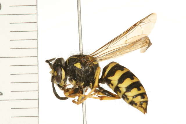 Image of Aerial yellowjacket