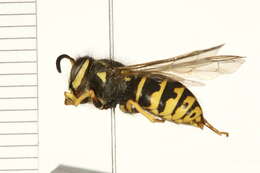 Image of Aerial yellowjacket