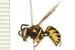 Image of Eastern Yellowjacket