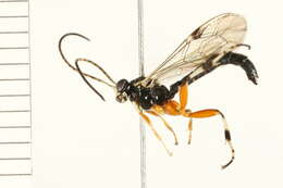 Image of Apechthis annulicornis (Cresson 1870)