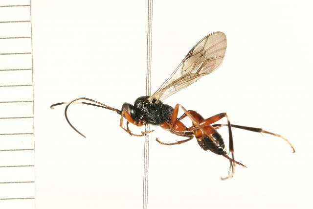 Image of Agrothereutes mandator (Linnaeus 1758)