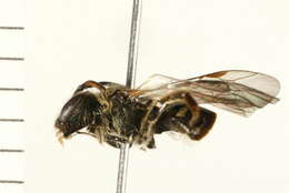 Image of Lasioglossum versans (Lovell 1905)