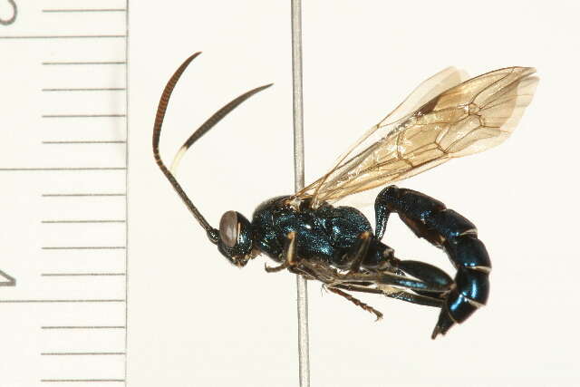 Image of Coelichneumon eximius (Stephens 1835)