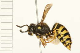 Image of Aerial yellowjacket