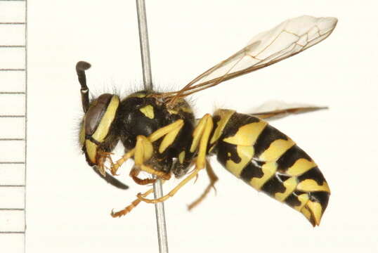 Image de Vespula maculifrons (Buysson 1905)