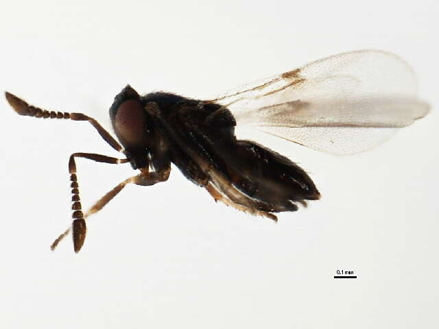 Image of Parasitoid wasp