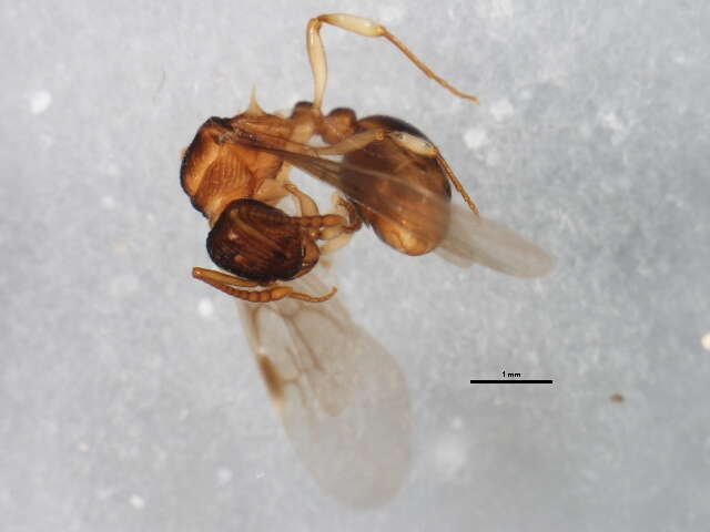 Image of Myrmica punctiventris Roger 1863