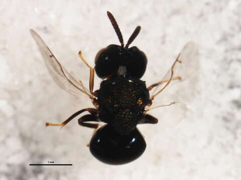 Image of perilampid wasps