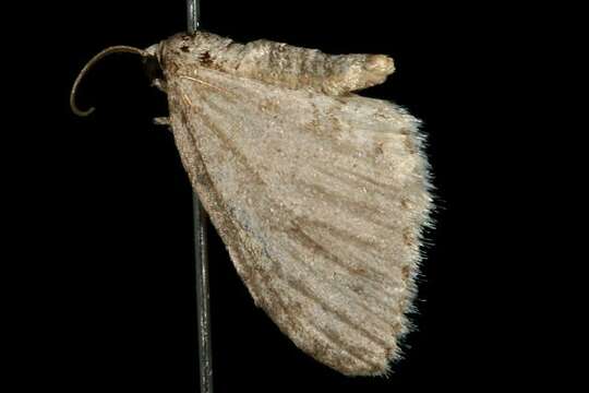 Image of Brown-shaded Carpet