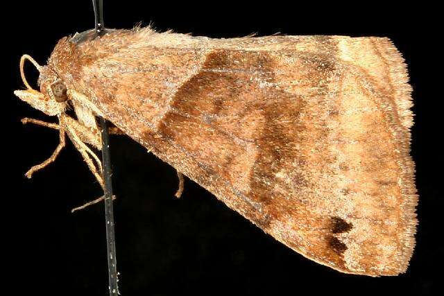 Image of Clover Looper, Range Grass-moth