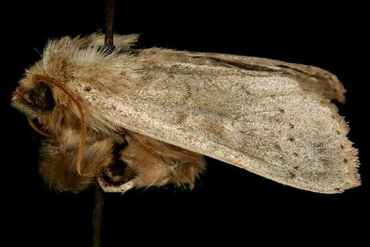 Imagem de <i>Leucania pseudargyria</i>