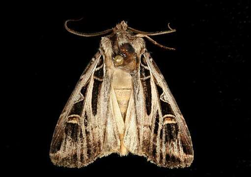 Image of Dingy Cutworm Moth