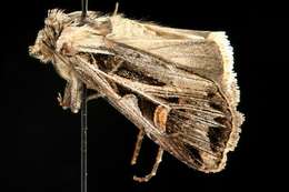 Image of Dingy Cutworm Moth