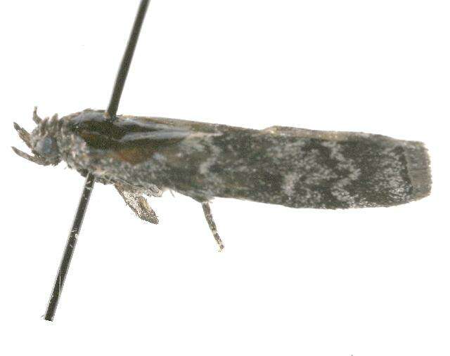 Image of Evergreen Coneworm Moth