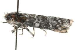 Image of Evergreen Coneworm Moth